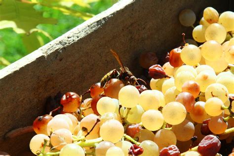 grape sorting machines|Grape sorting – The first step on the path to great .